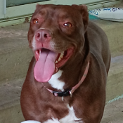 Luna, a Brown Mixed breed Dog