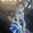 {petName}, a Black, White Siberian Husky Dog