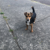 Bruno, a Black, Tan, Brown Dachshund (Miniature Long) Dog