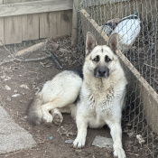 THOR, a Black German Shepherd Dog