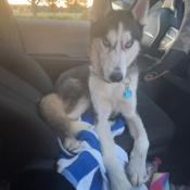 Bear, a Black, White Siberian Husky Dog