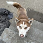 Reese, a Red, White Siberian Husky Dog