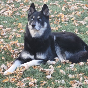 Bluey, a Grey, Dark-grey, Black, White, Cream Alaskan Husky Mix Dog