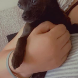 {petName}, a Black, Brown Chihuahua (Short Coat) Dog
