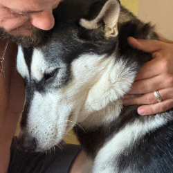 {petName}, a White, Black, Light-grey Siberian Husky Mix Dog