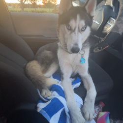 {petName}, a Black, White Siberian Husky Dog