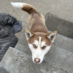 {petName}, a Red, White Siberian Husky Dog