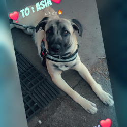 {petName}, a Cream, Tan, Brown German sherpard  Dog