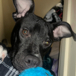 {petName}, a Black, White Pit bull Lab Mix Dog